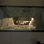 Lauro غْرافيدونا